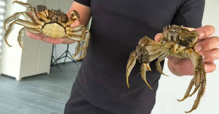 武汉江夏一地大闸蟹大量上市<strong></p>
<p>步步高股票</strong>，日产1000斤当天售完，每只螃蟹有自己的“身份证”，吃深海小黄鱼长大