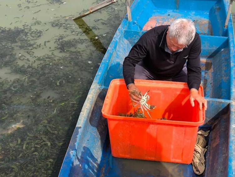 武汉江夏一地大闸蟹大量上市<strong></p>
<p>步步高股票</strong>，日产1000斤当天售完，每只螃蟹有自己的“身份证”，吃深海小黄鱼长大