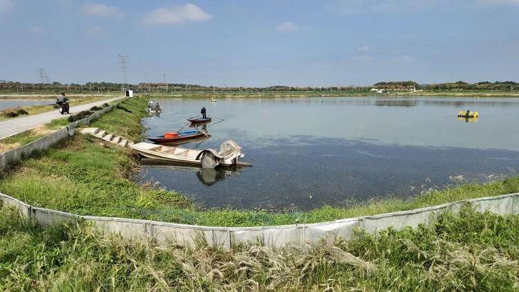 武汉江夏一地大闸蟹大量上市<strong></p>
<p>步步高股票</strong>，日产1000斤当天售完，每只螃蟹有自己的“身份证”，吃深海小黄鱼长大