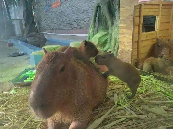 出生1小时就能独立行走<strong></p>
<p>航发动力股票</strong>,济南动物园“果果”和“豚豚”的4只新生幼崽,周末和市民见面