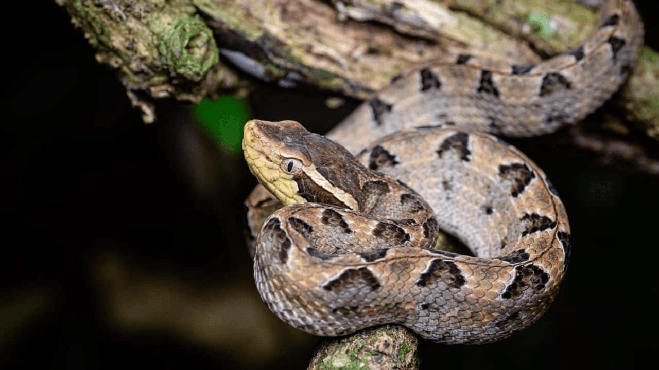 泰国女子在ATM机取钱<strong></p>
<p>东方园林股票</strong>,取款口突然窜出一条蛇