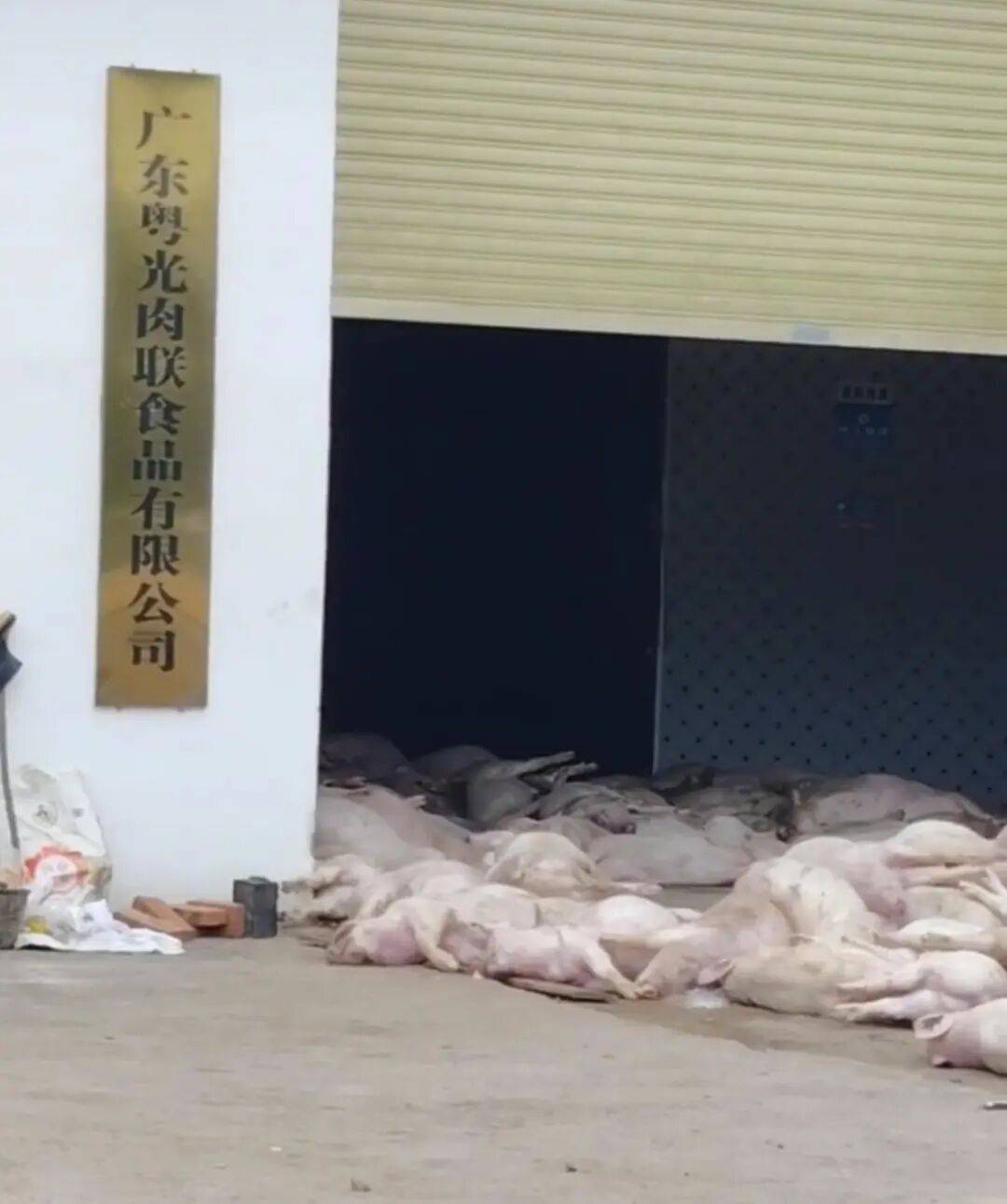 广东一肉联公司门口堆满死猪<strong></p>
<p>宝信软件股票</strong>,官方:7人被控制