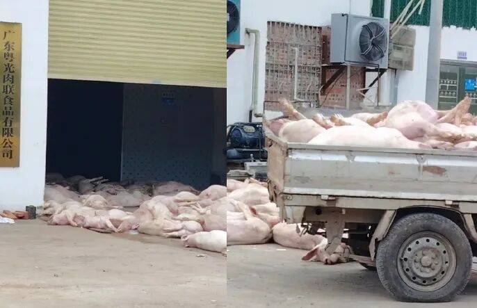 广东一肉联公司门口堆满死猪<strong></p>
<p>宝信软件股票</strong>,官方通报:7人被公安控制,涉嫌非法处置死猪
