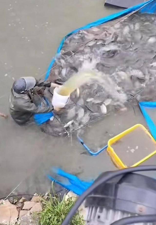 水产市场“麻醉鱼”调查：有商家称麻药有味会换水再卖<strong></p>
<p>新大陆股票</strong>，有无危害尚不明