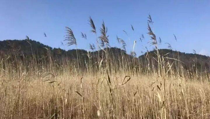 禁止任何形式穿越<strong></p>
<p>新大陆股票</strong>！杭州一地发布最严禁令