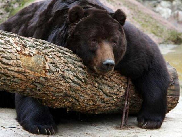 出重拳治“熊害”<strong></p>
<p>金发科技股票</strong>,日本将允许防暴警察射杀熊