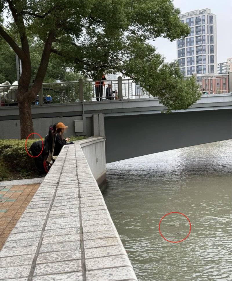 上海苏州河有人放生牛蛙?当地回应:严禁放生外来物种,市民可提供相关线索
