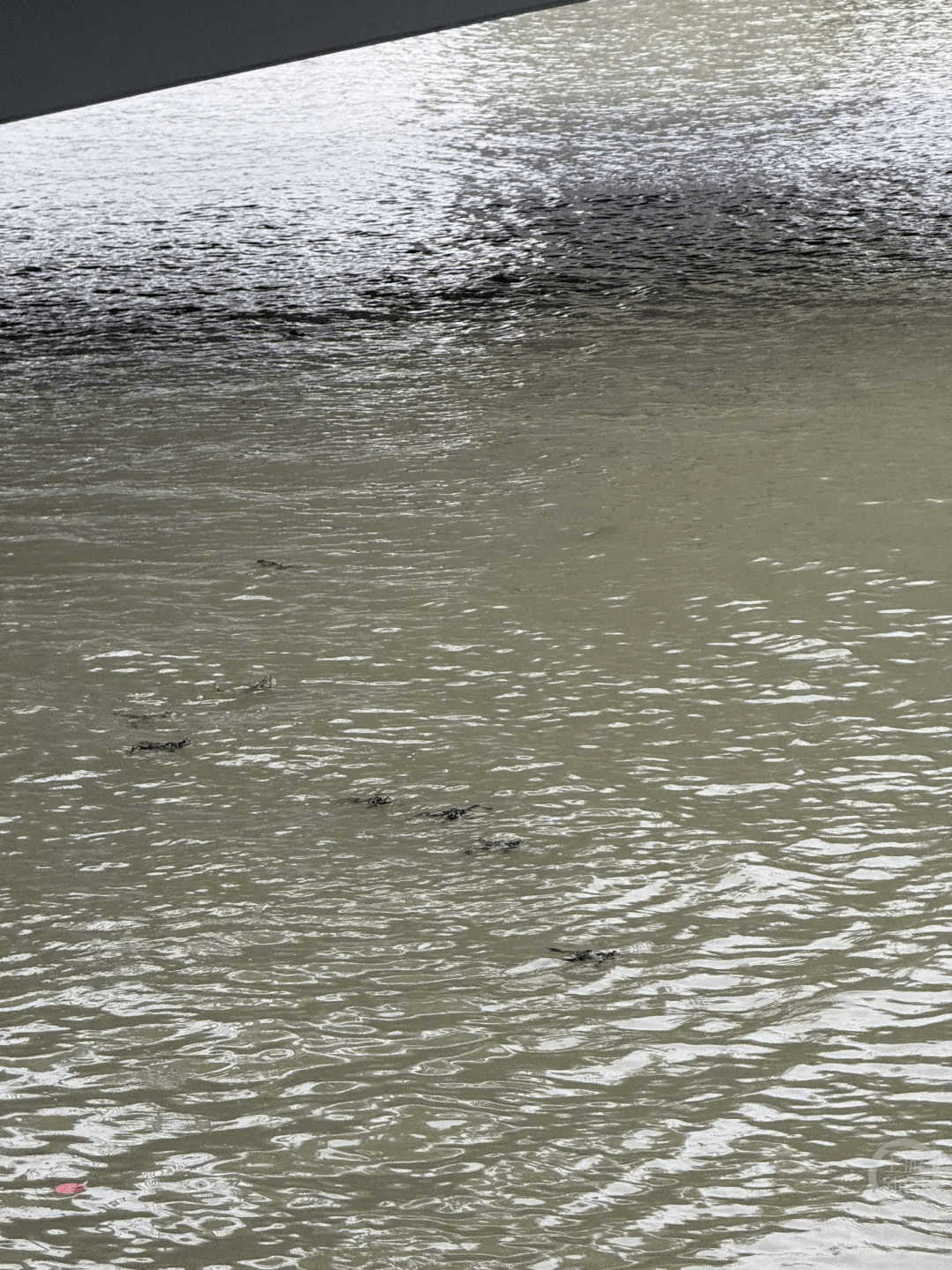 上海苏州河有人放生牛蛙？当地回应：严禁放生外来物种<strong></p>
<p>奥特佳股票</strong>，市民可提供相关线索