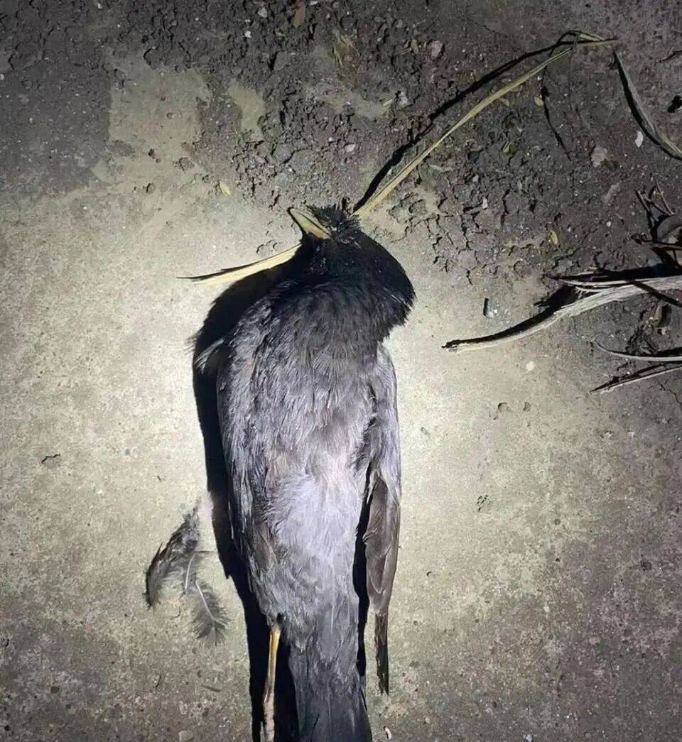 打开冰箱后民警懵了<strong></p>
<p>小红书股票</strong>！男子"攒"了44只国家保护动物,供自己食用...