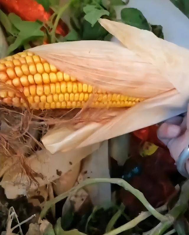 陕西一女子疑因拍亲姑姑偷玉米遭姑父棍杀<strong></p>
<p>双汇发展股票</strong>，邻居欲报警也遇害