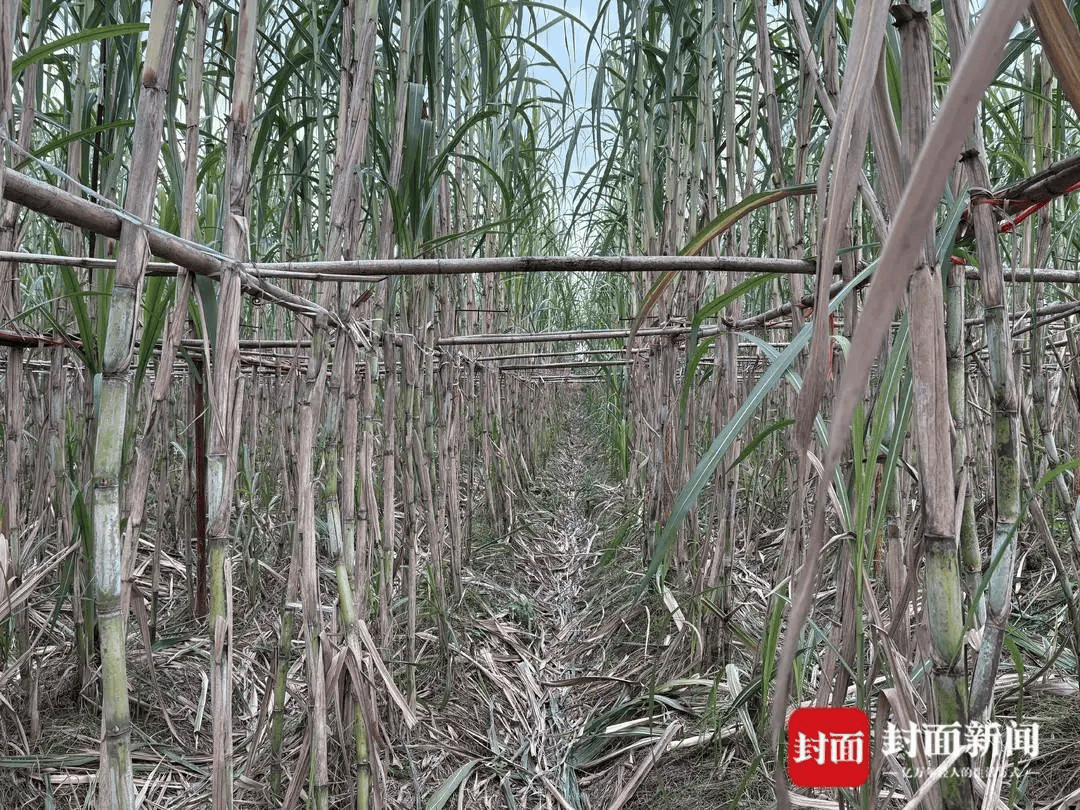 四川眉山“偷甘蔗农场”爆火！增设2.99元入场费后<strong></p>
<p>中公教育股票</strong>，地里仍来了上千游客，“偷甘蔗”被逮到的人要表演才艺，老板：日销售有时近万元