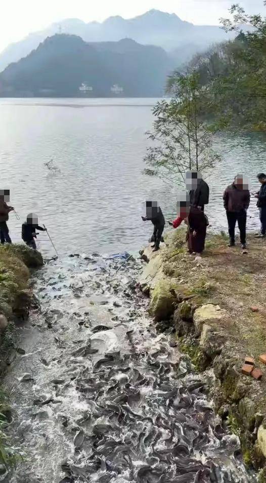 都江堰一水库被放生万斤外来物种埃及塘鲺？官方澄清：已进行阻止和打捞<strong></p>
<p>海立股份股票</strong>，经鉴定是本地八须鲶