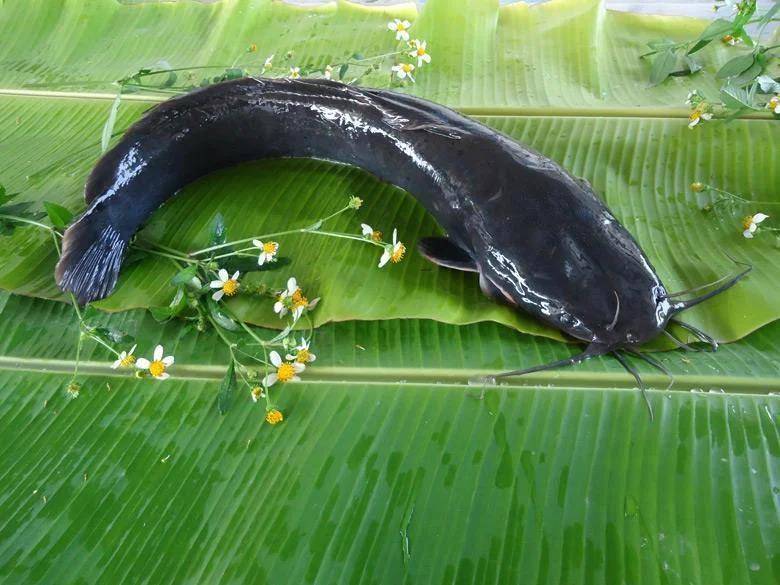 都江堰一水库被放生万斤外来物种埃及塘鲺？官方澄清：已进行阻止和打捞<strong></p>
<p>海立股份股票</strong>，经鉴定是本地八须鲶