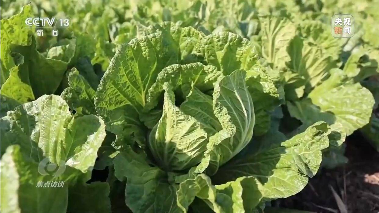 单棵售价超百元<strong></p>
<p>中国股票</strong>，起底“套牌白菜”背后的销售套路