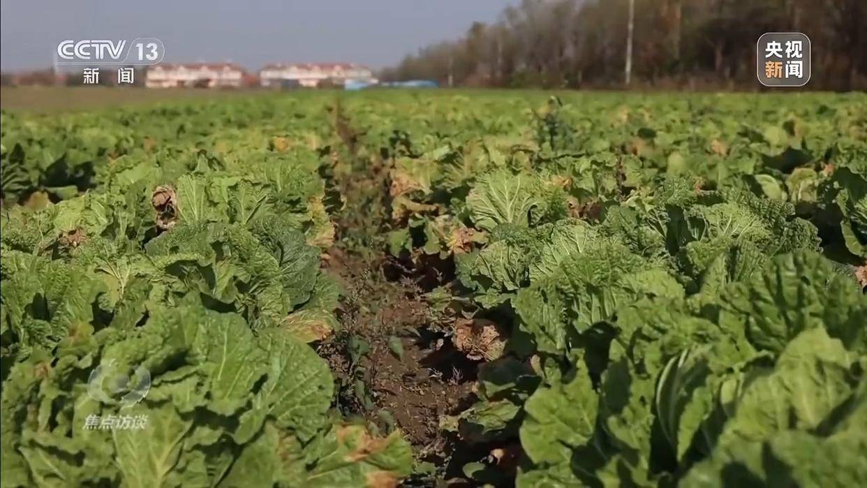 单棵售价超百元<strong></p>
<p>中国股票</strong>，起底“套牌白菜”背后的销售套路