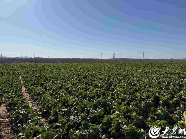山东青岛：全国首批“板蓝根白菜”喜获丰收<strong></p>
<p>云天化股票</strong>，正式上市！首批10万棵已被上海采购商“包圆”