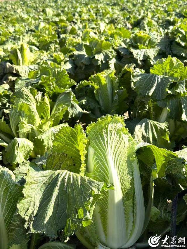 山东青岛：全国首批“板蓝根白菜”喜获丰收<strong></p>
<p>云天化股票</strong>，正式上市！首批10万棵已被上海采购商“包圆”