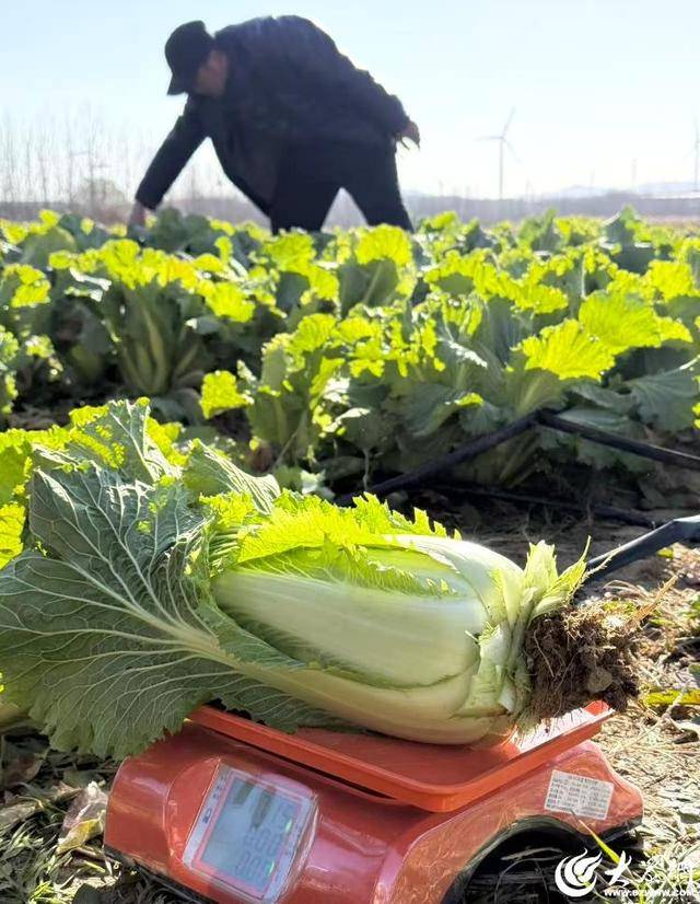 山东青岛：全国首批“板蓝根白菜”喜获丰收<strong></p>
<p>云天化股票</strong>，正式上市！首批10万棵已被上海采购商“包圆”
