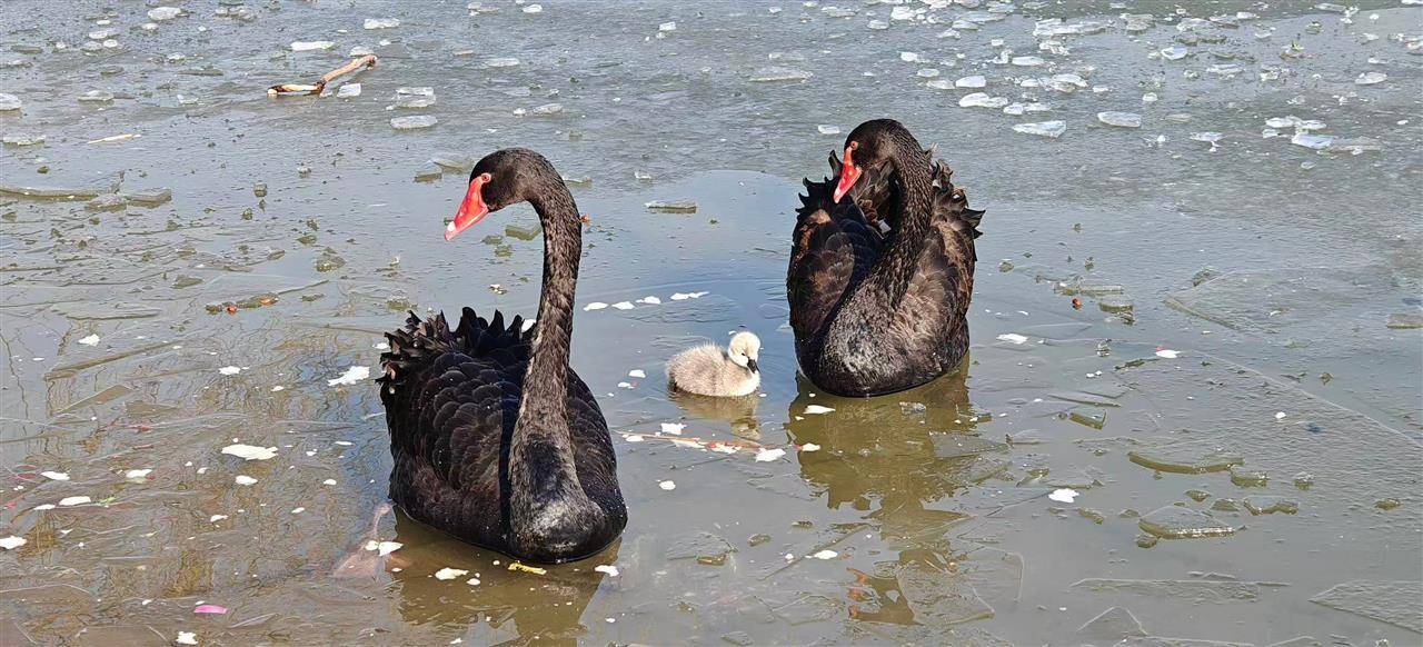 多只小天鹅被冻在公园冰面死亡？园方：已接到意见<strong></p>
<p>中金公司股票</strong>，将进一步反馈